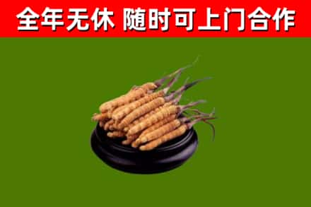 陆良县回收冬虫夏草